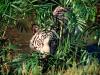 Concealed, Bengal Tiger